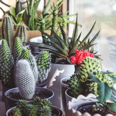 assortment of many cacti in pots