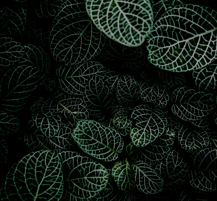 fittonia plant foliage