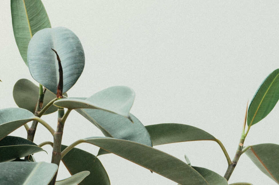 close up of a ficus elastica plant